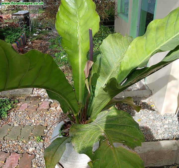 Anthurium hookerii