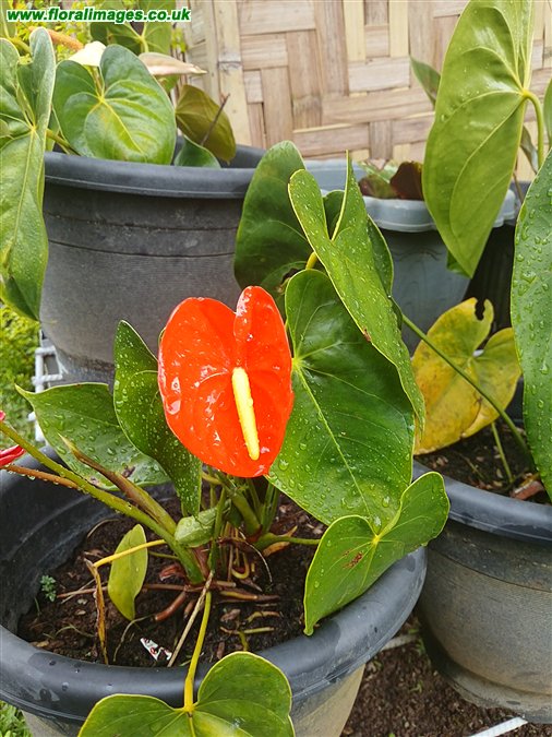 Anthurium scherzerianum