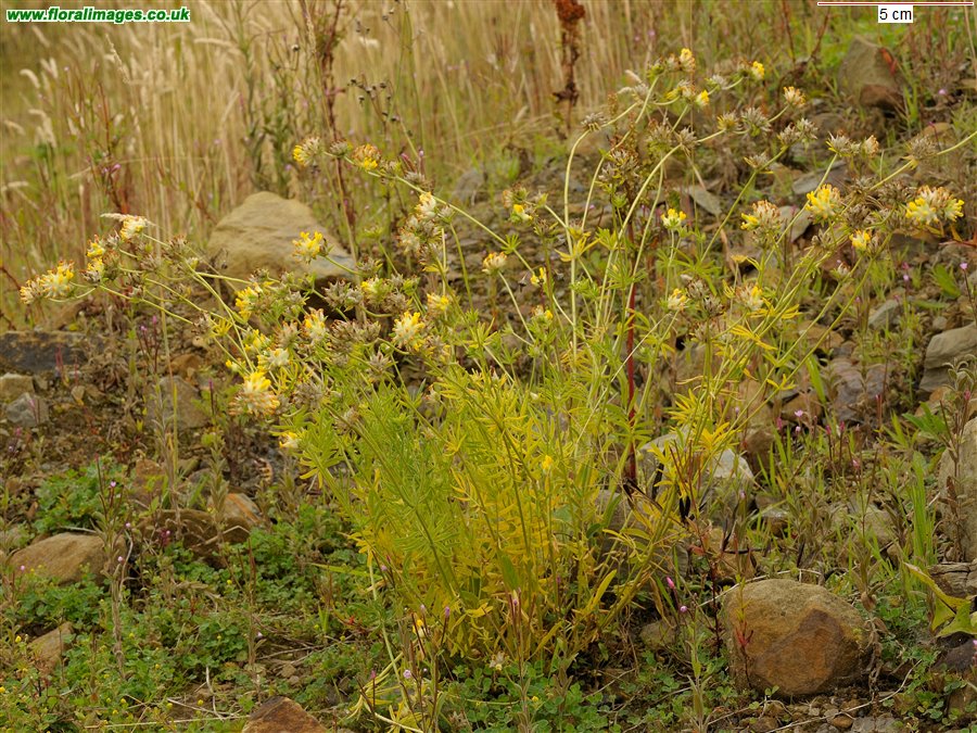 Anthyllis vulneraria