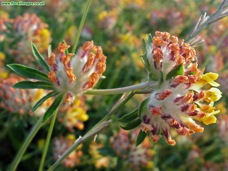 Anthyllis vulneraria