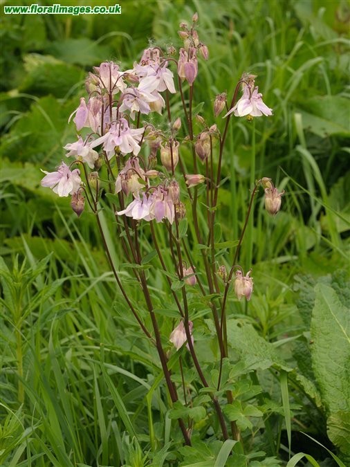 Aquilegia vulgaris