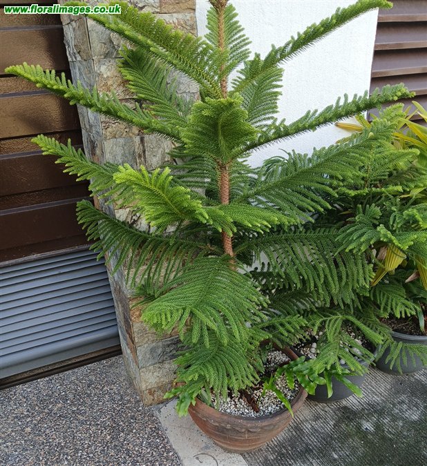 Araucaria heterophylla