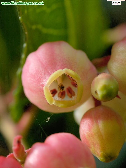 Arbutus unedo