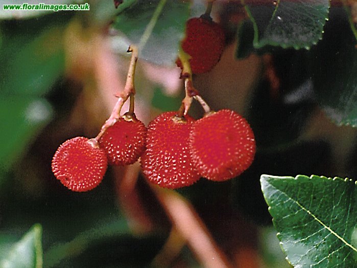 Arbutus unedo