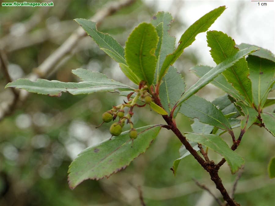 Arbutus unedo
