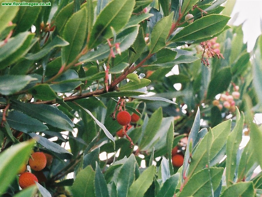 Arbutus unedo