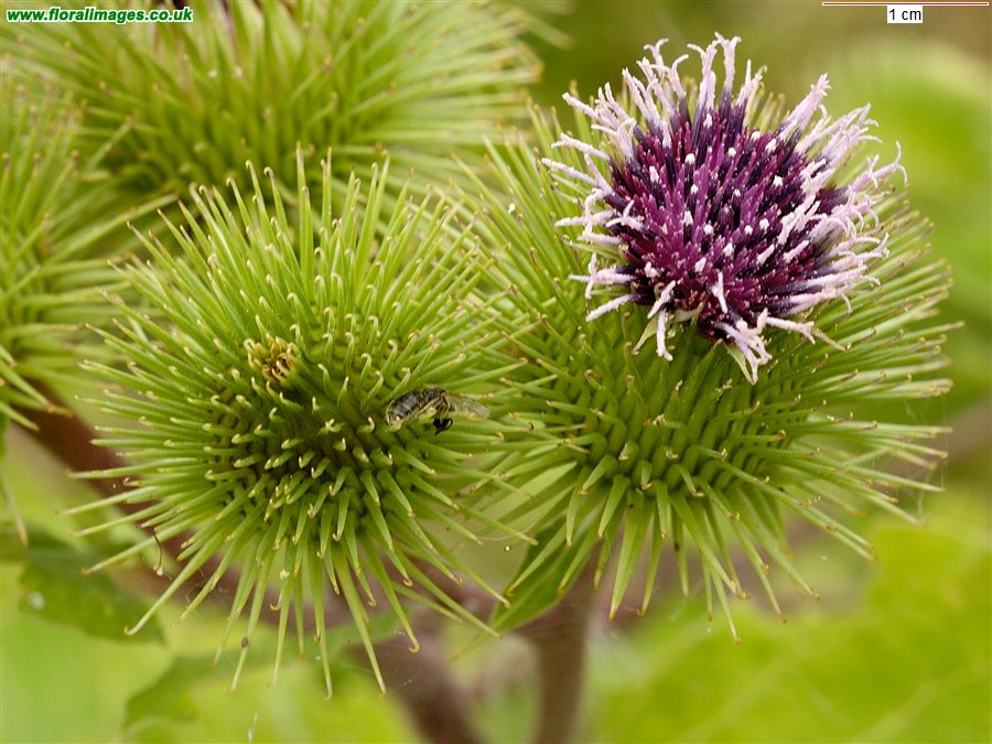 Arctium lappa