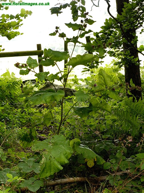 Arctium minus