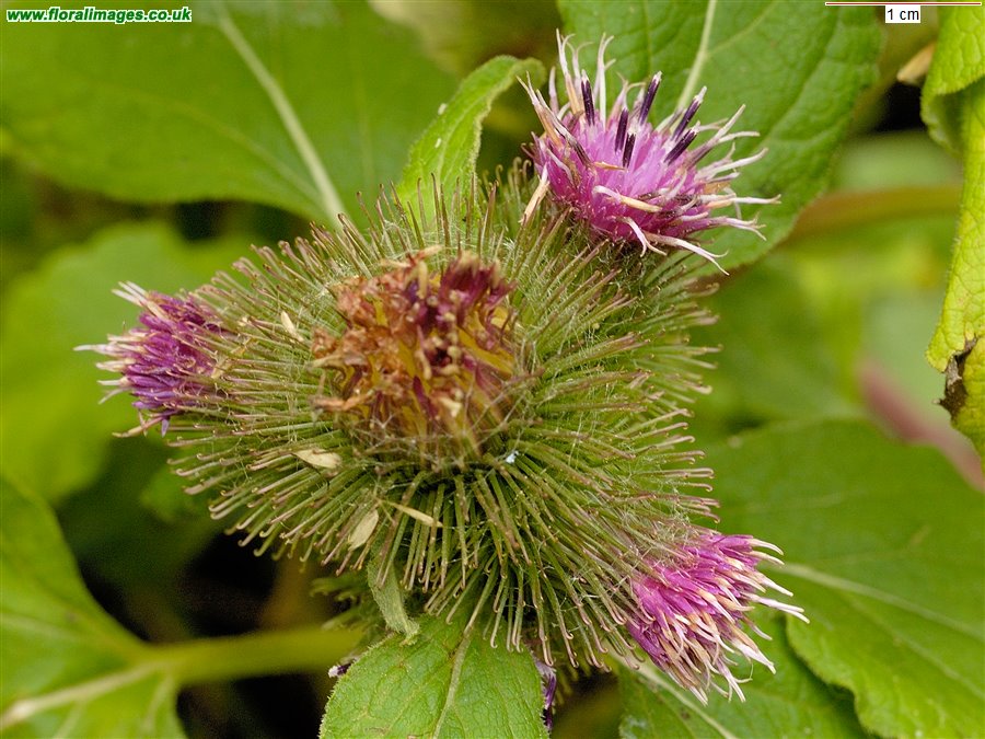 Arctium minus