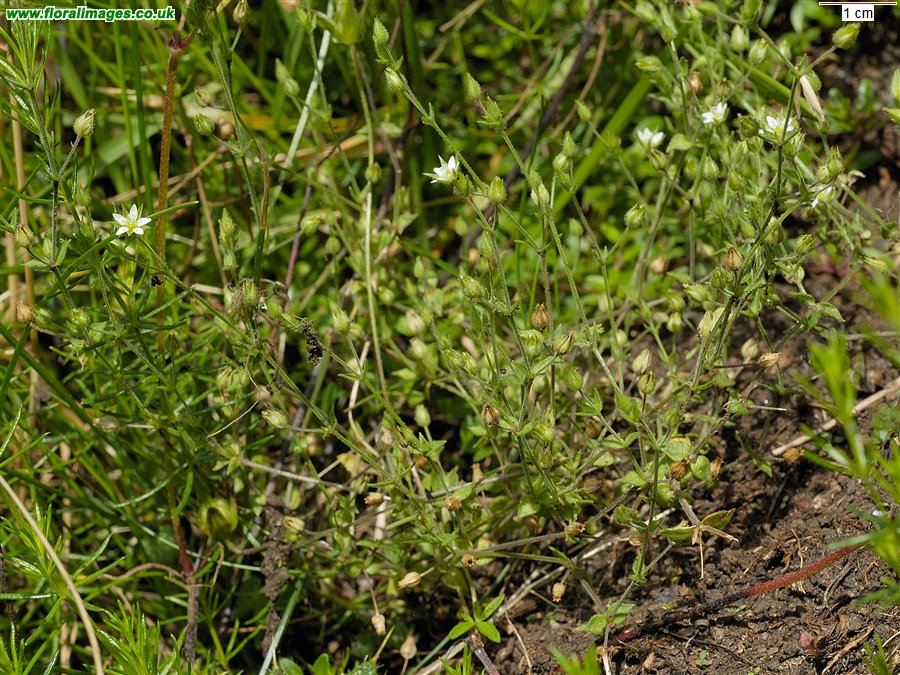 Arenaria serpyllifolia