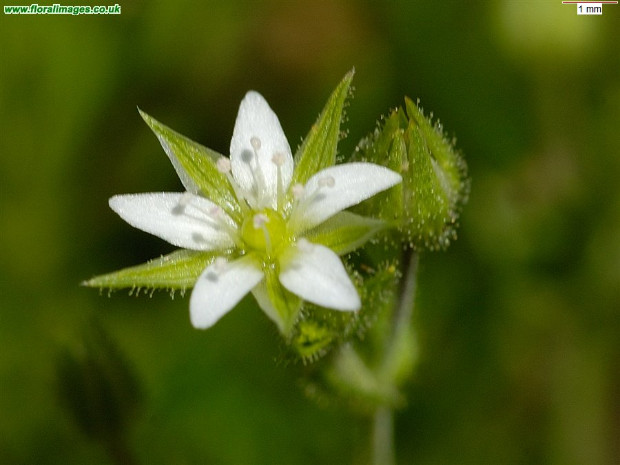 Arenaria serpyllifolia
