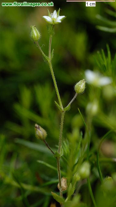 Arenaria serpyllifolia
