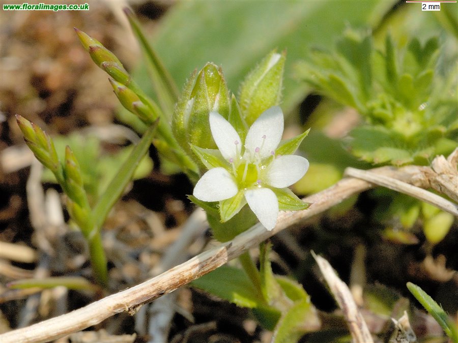 Arenaria serpyllifolia