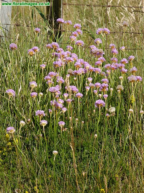 Armeria maritima