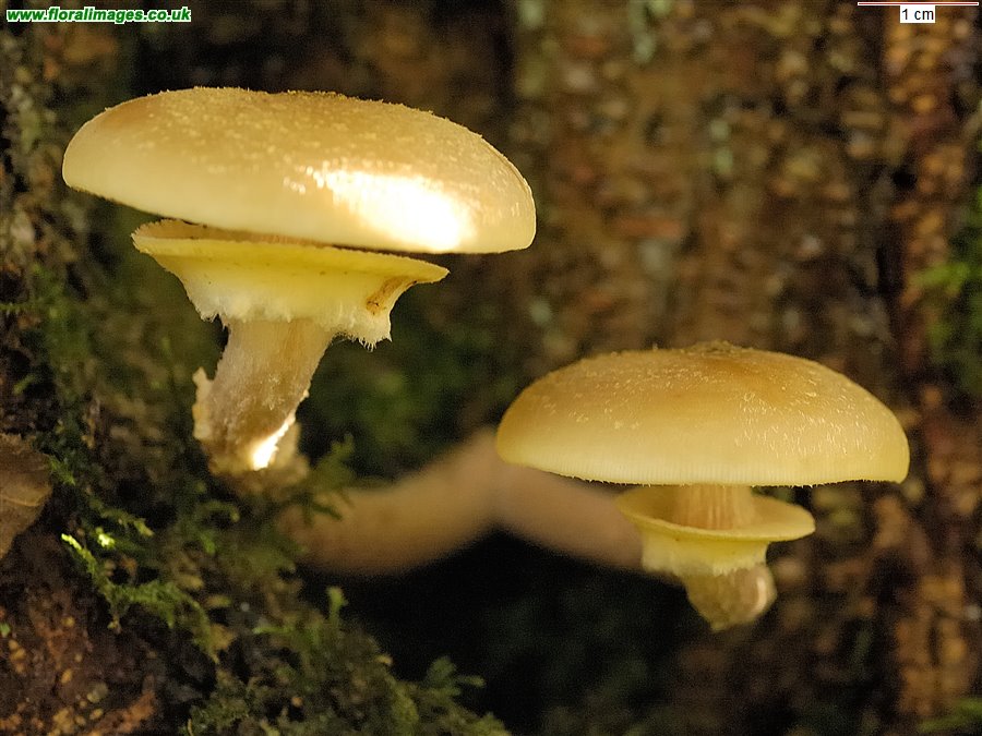 Armillaria mellea