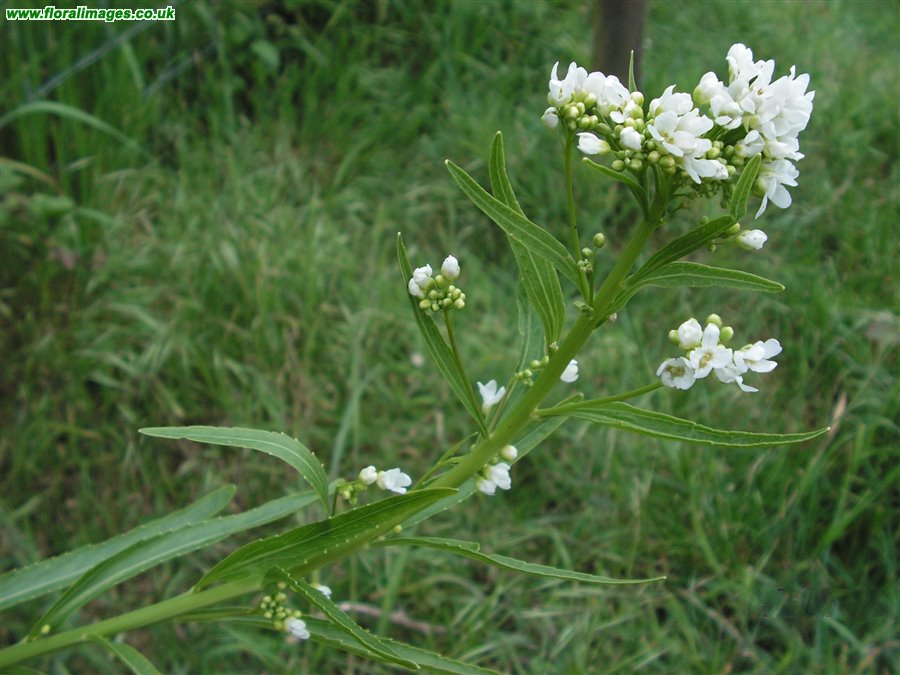 Armoracia rusticana