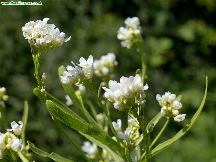 Armoracia rusticana