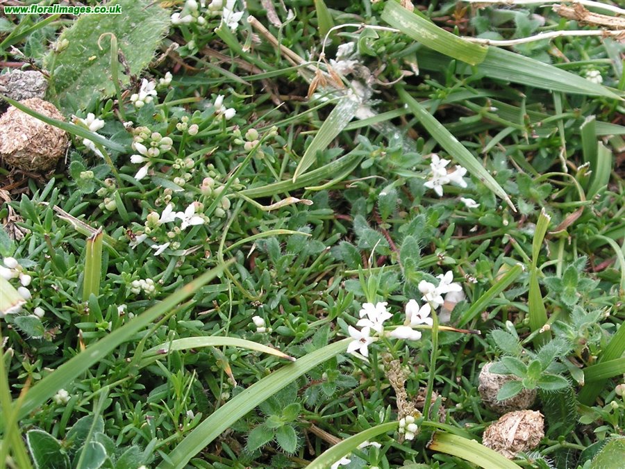 Asperula cynanchica