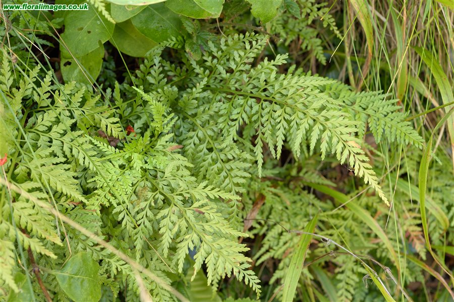 Asplenium onopteris