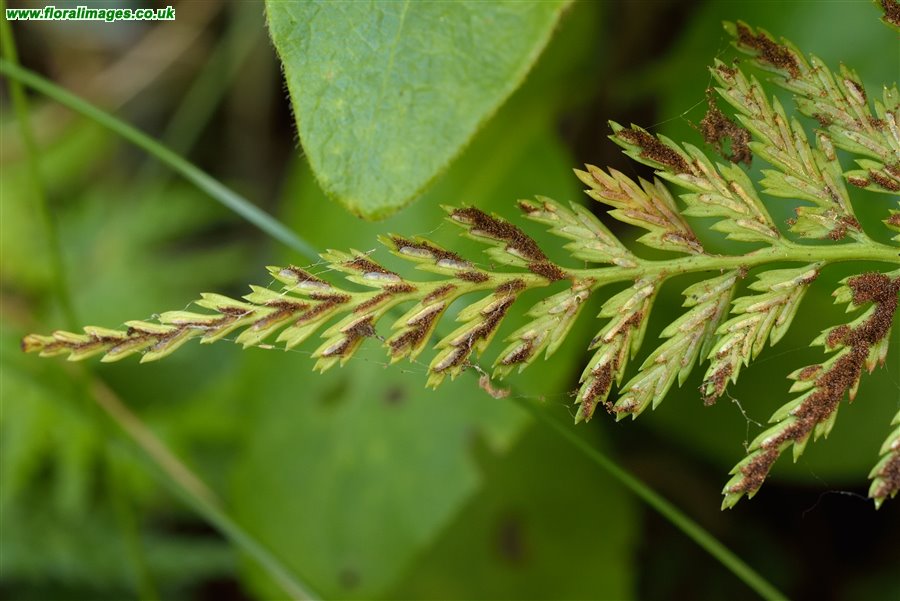 Asplenium onopteris