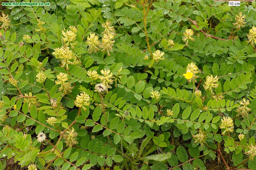 Astragalus glycyphyllos