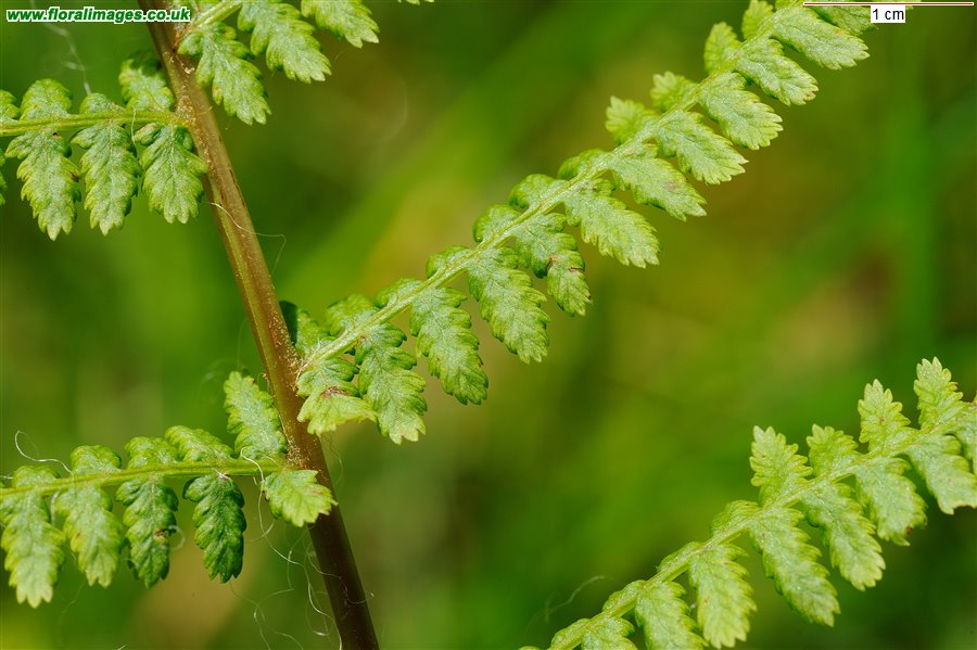 Athyrium filix-femina