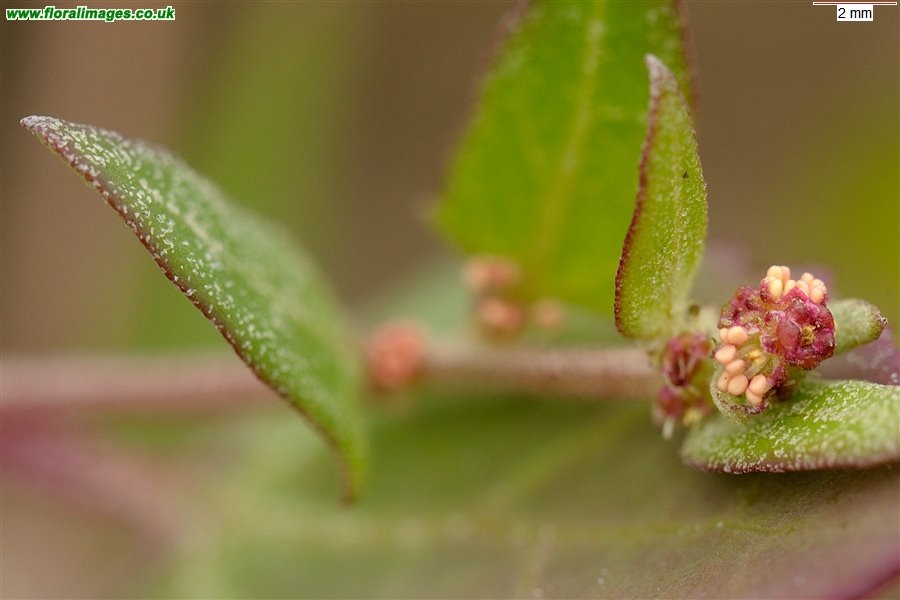 Atriplex prostrata