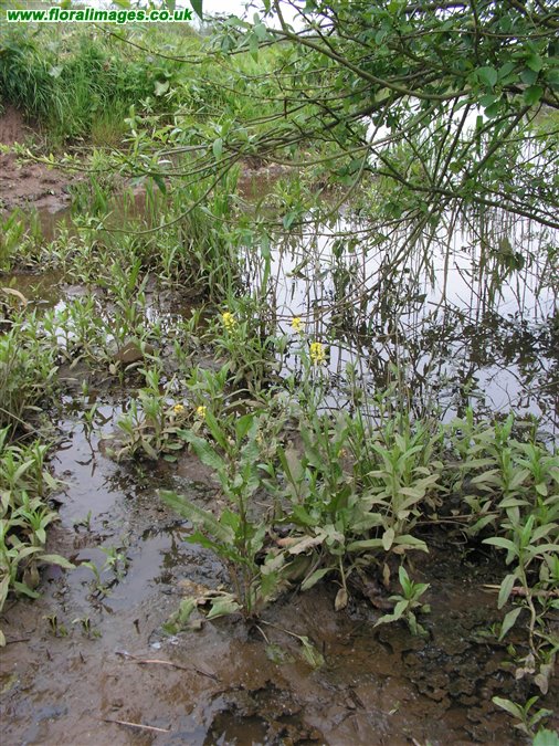 Barbarea vulgaris