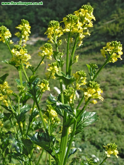 Barbarea vulgaris