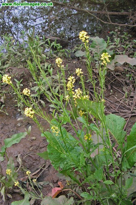 Barbarea vulgaris