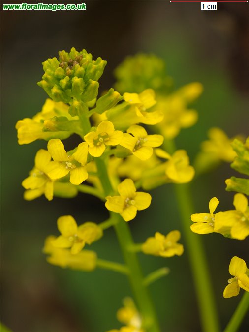 Barbarea vulgaris
