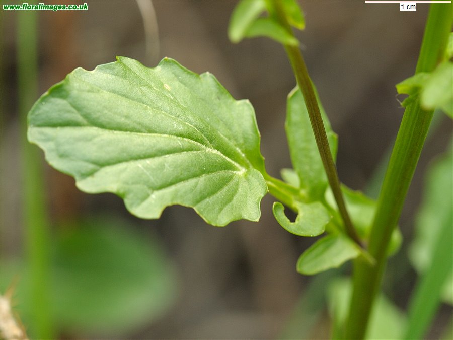 Barbarea vulgaris