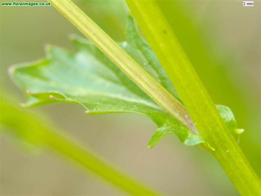 Barbarea vulgaris