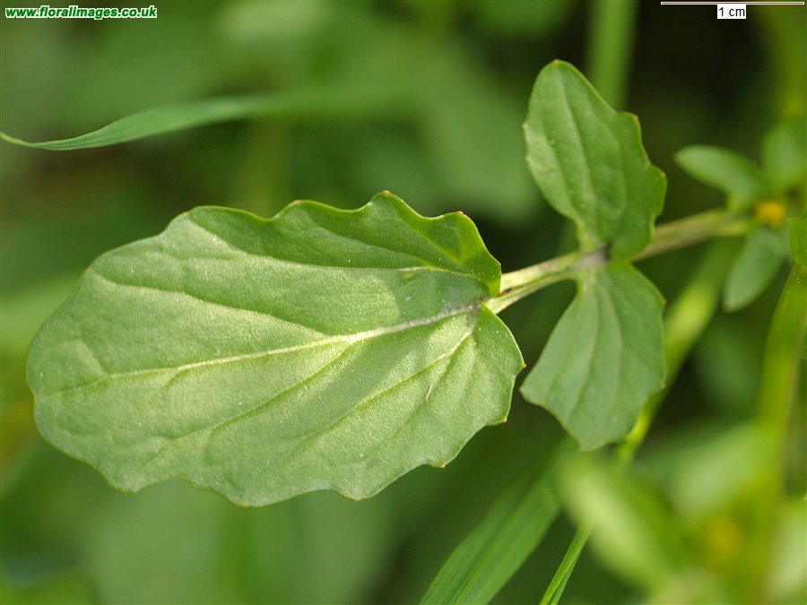 Barbarea vulgaris