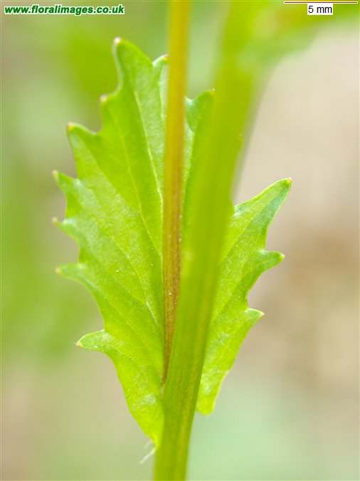 Barbarea vulgaris