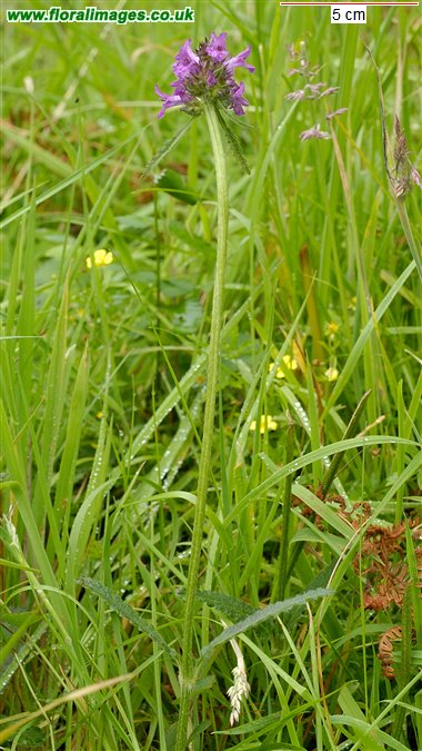 Betonica officinalis
