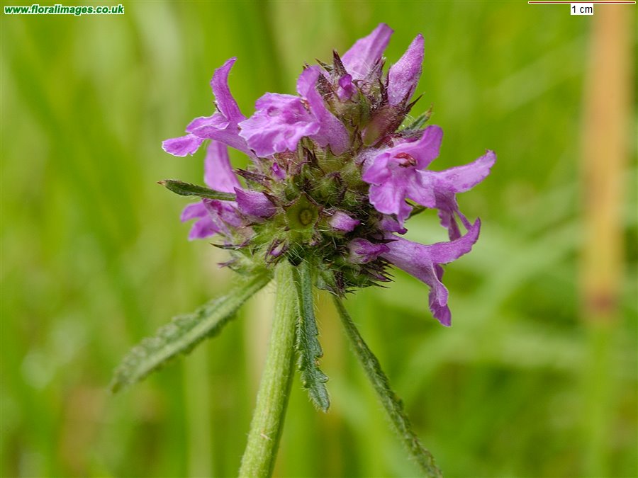 Betonica officinalis