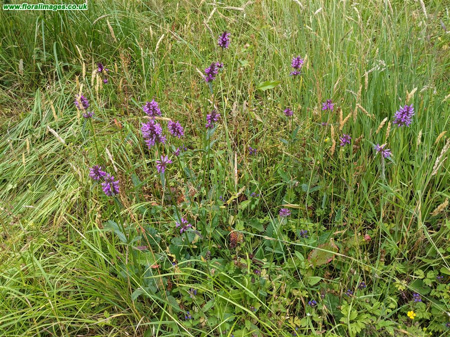 Betonica officinalis