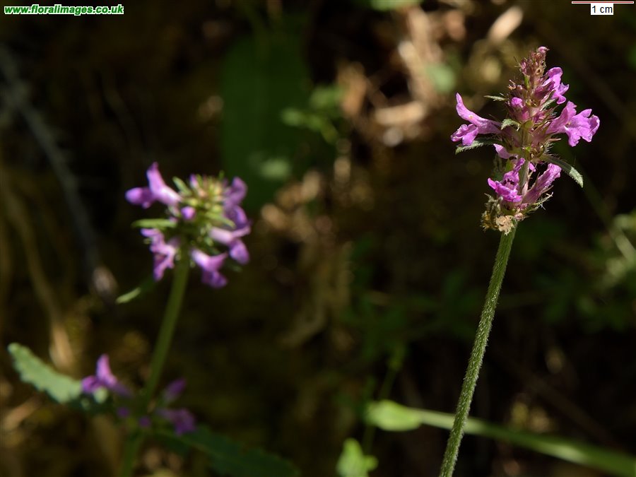 Betonica officinalis