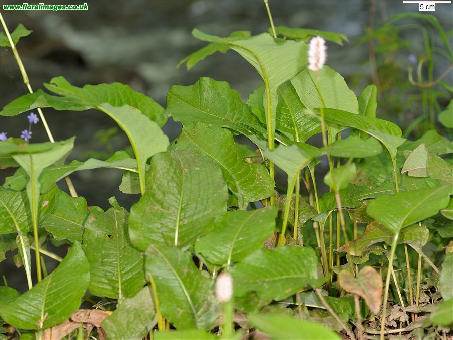 Bistorta officinalis