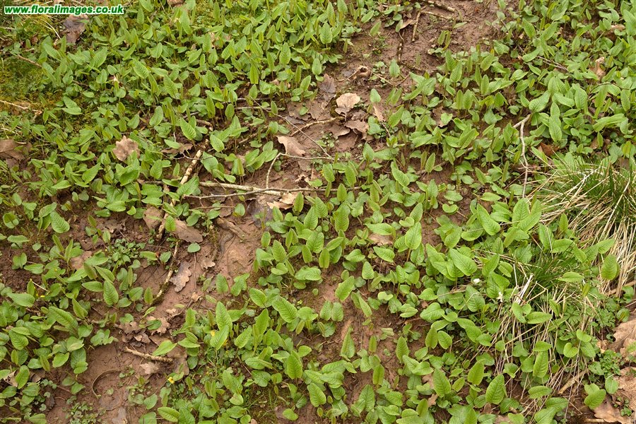 Bistorta officinalis