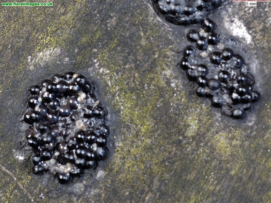 Black slime mould