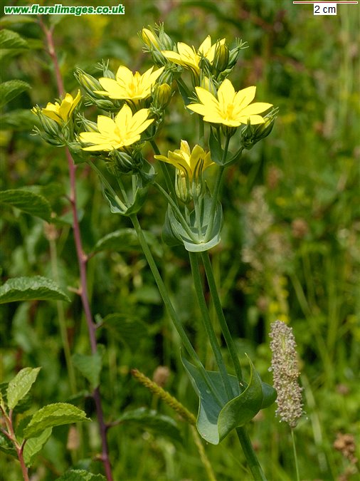Blackstonia perfoliata