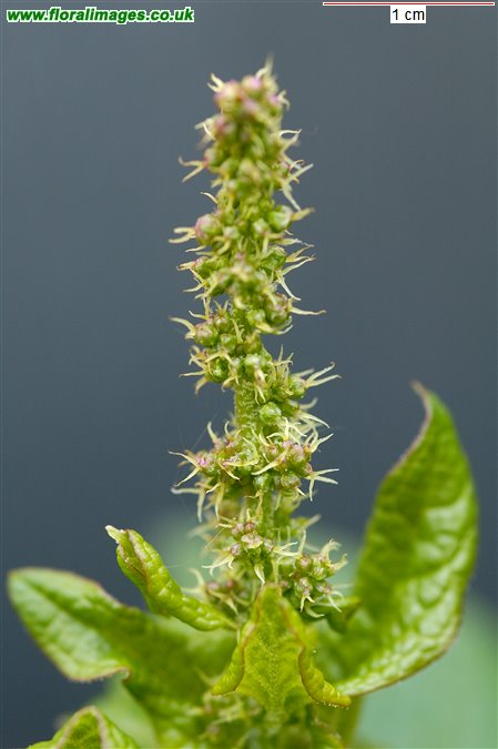 Blitum bonus-henricus