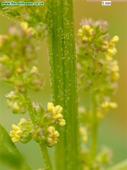 Blitum bonus-henricus