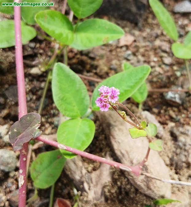 Boerhavia diffusa