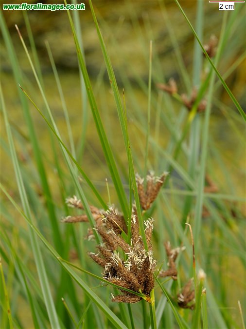 Bolboschoenus maritimus