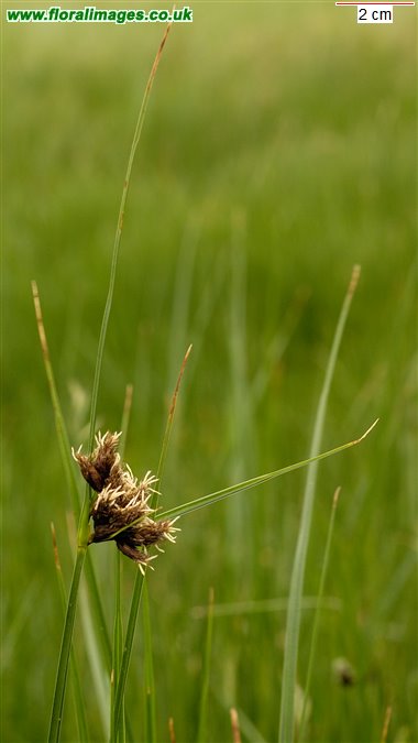 Bolboschoenus maritimus