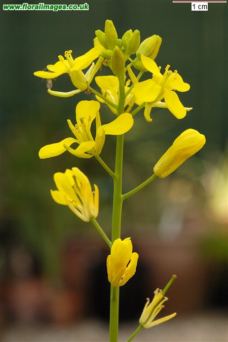 Brassica juncea