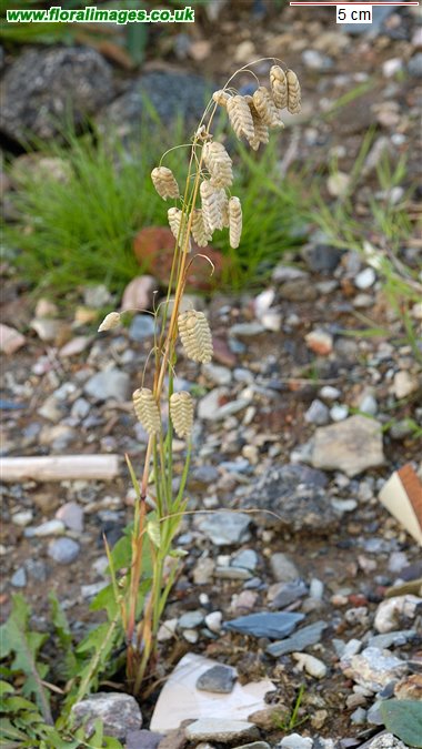 Briza maxima